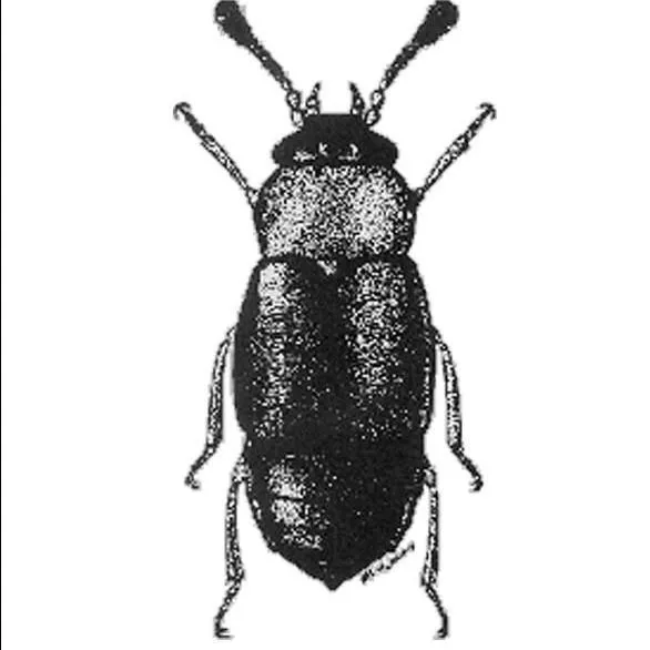 thumbnail for publication: Rove Beetles of Florida, Staphylinidae (Insecta: Coleoptera: Staphylinidae)